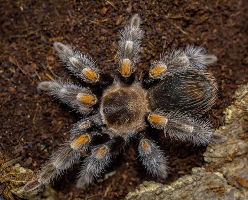 Паук-птицеед