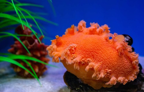 Тритония Приморская