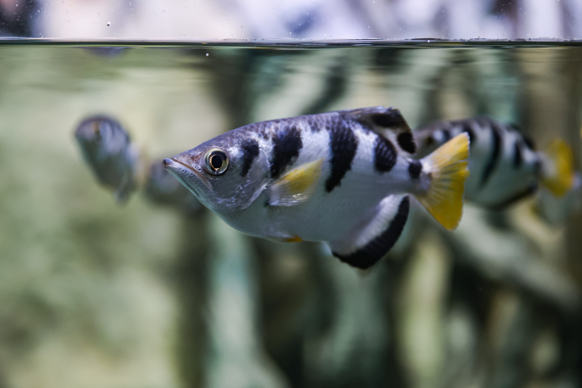 “Sharp-Shooting Fish” Have Two Types of Vision, Shoot at Their Prey and ...