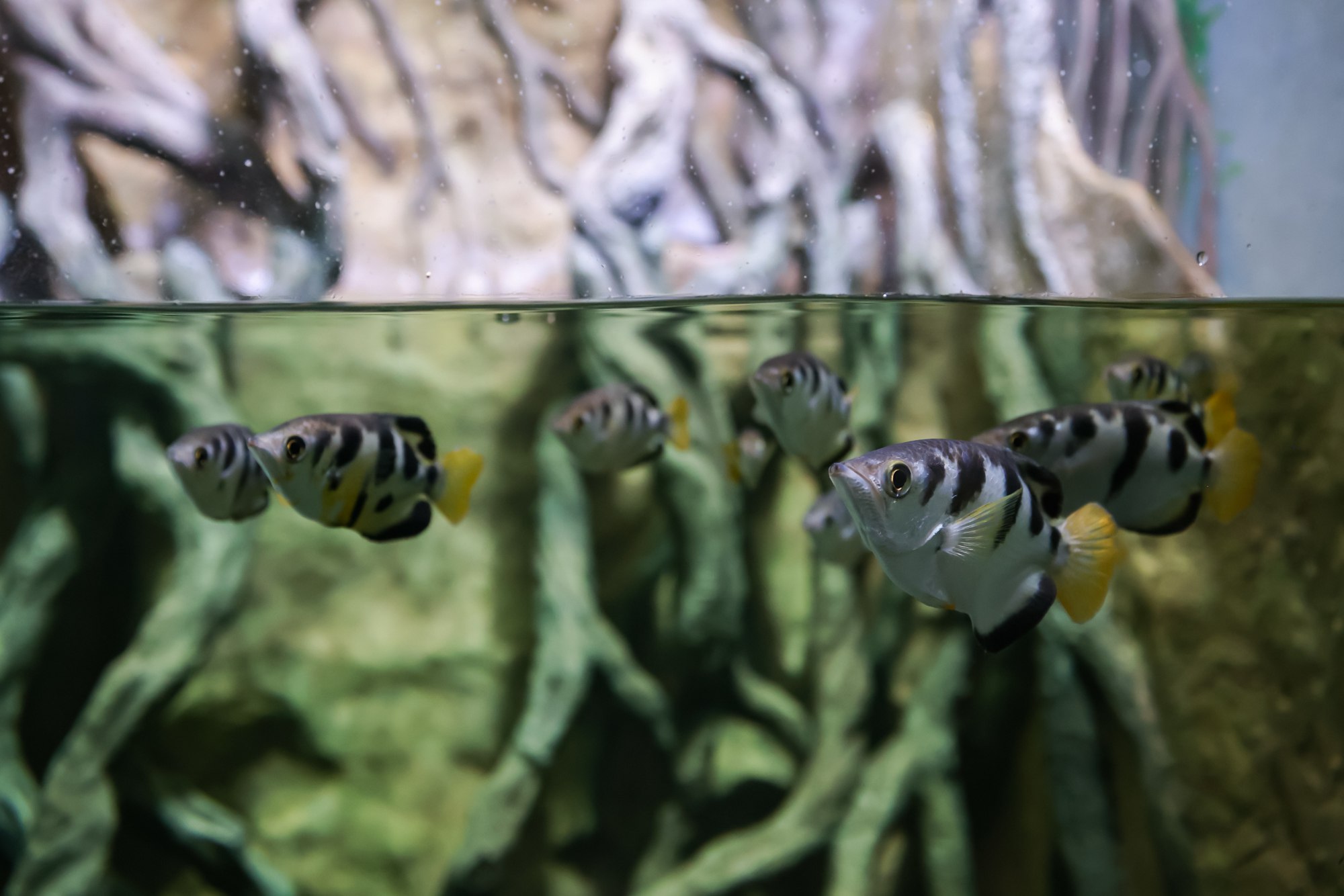 “Sharp-Shooting Fish” Have Two Types of Vision, Shoot at Their Prey and ...